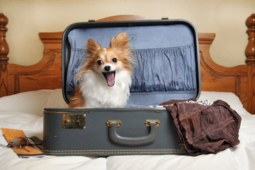 Traveling With Pets? Here’s How to Keep Them Safe and Comfortable